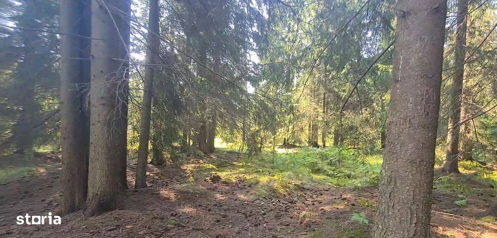 Neagra Sarului - Saru Dornei, Teren S = 6450 mp; 13 km de Vatra Dornei