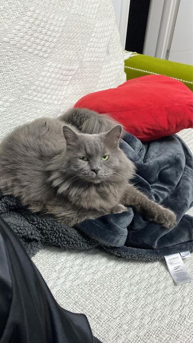 Donez motan Blue Russian