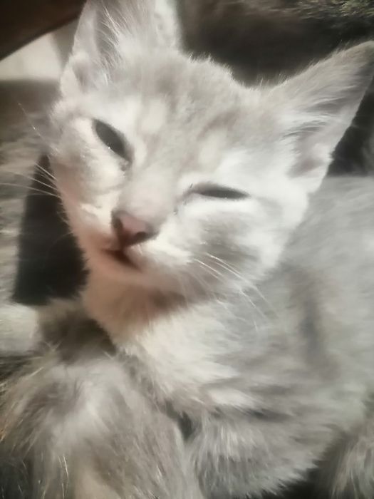 Котята даром отдам