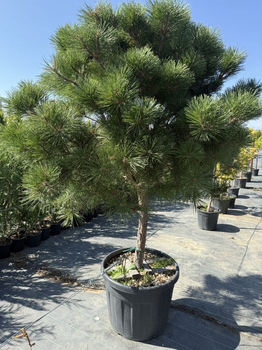 Plante pentru exterior