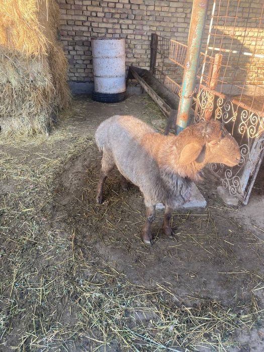 Qazoqi qoʻchqor sotiladi