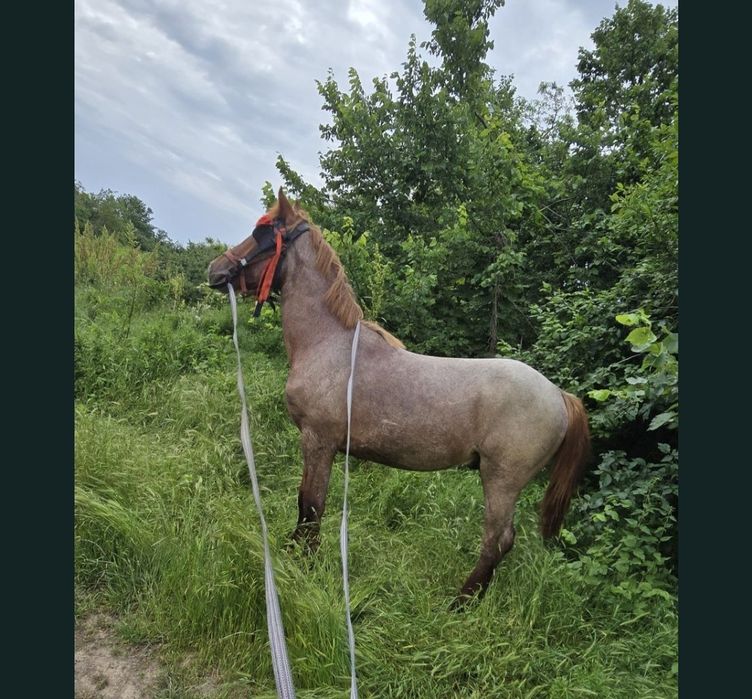 De vânzare Manz de 1 an