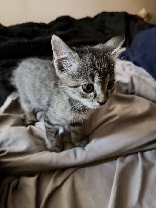 Котята 8 недель, в добрые руки