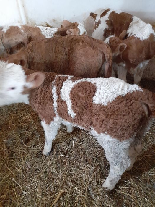 Taurasi si vitele baltati