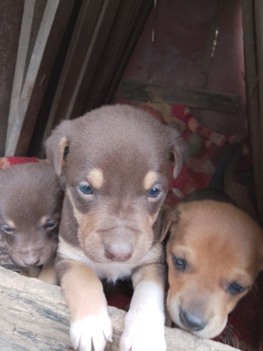 Подарявам кученца майка пинчер баща неизвестен