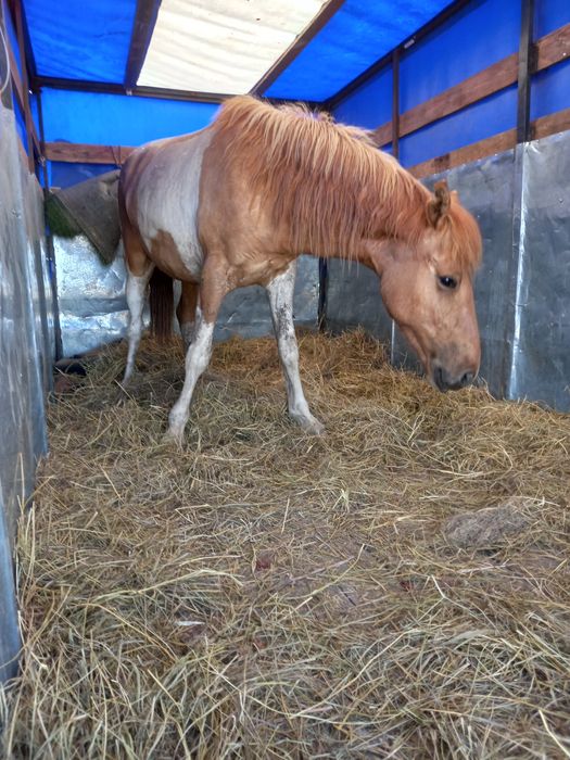 Газель, вывоз мусора