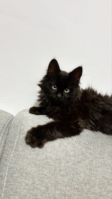 Lilo cauta om cu inima mare !