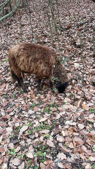 Berbecuț dorper și mieluță suffolk
