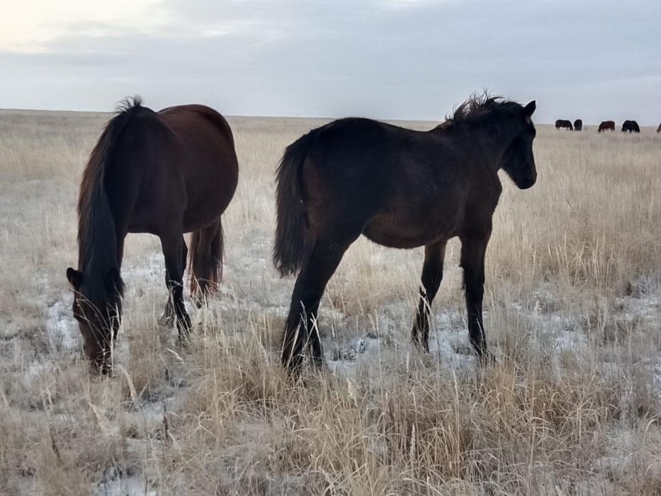 Продам 10 голов жеребят