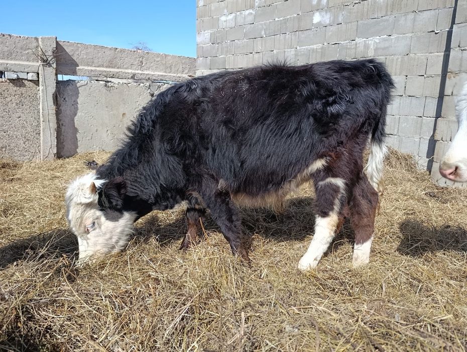 Продам Бычки Сатылады