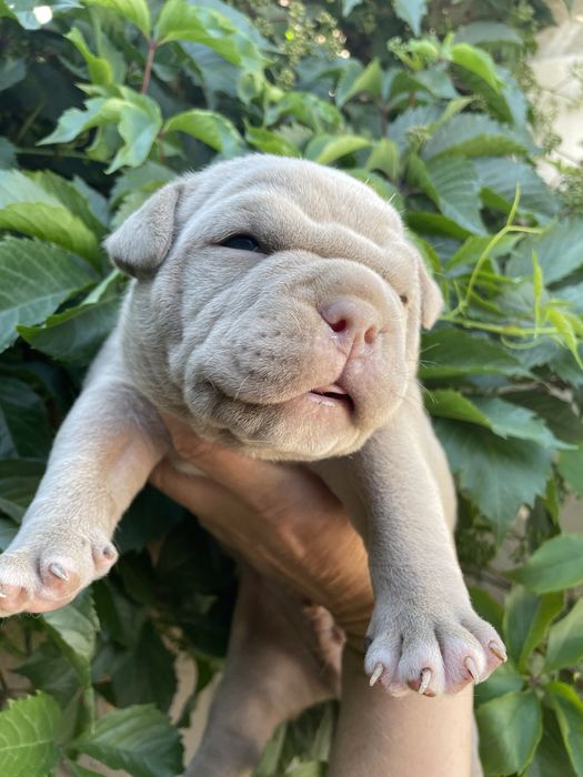 Американский булли