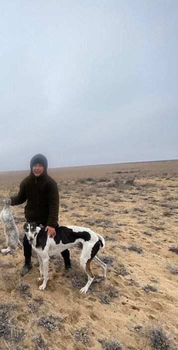 Хортый сатылады.