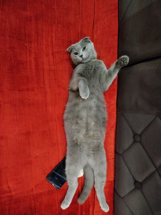 Shatlan mushuk bolalari