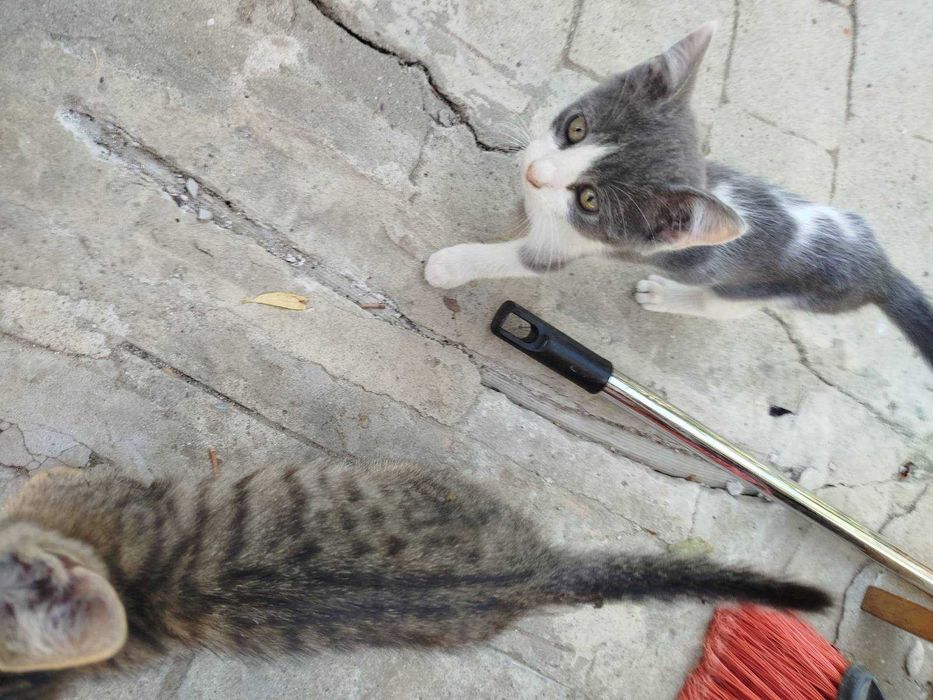 Котка подарявам