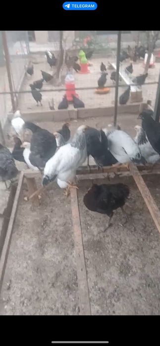 Гозалкент Думолок мфй да Зотли товуклар сотилади  25 дона