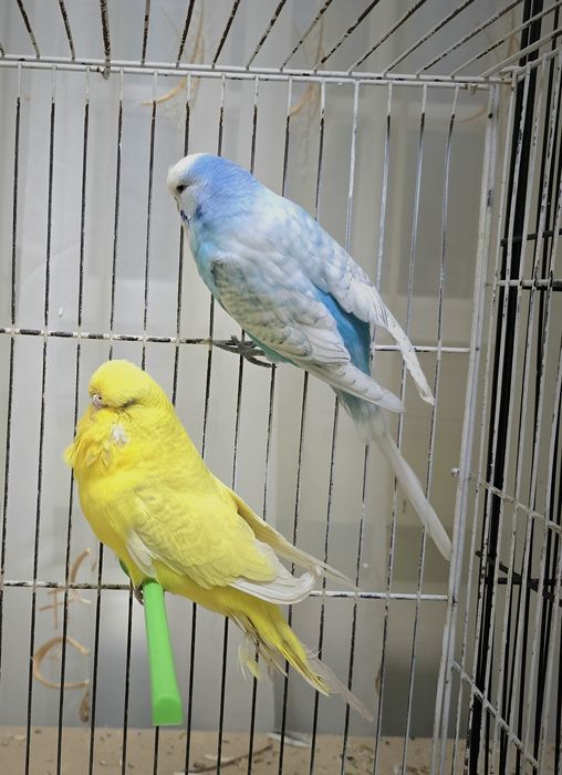 Андулка попугай нар мода