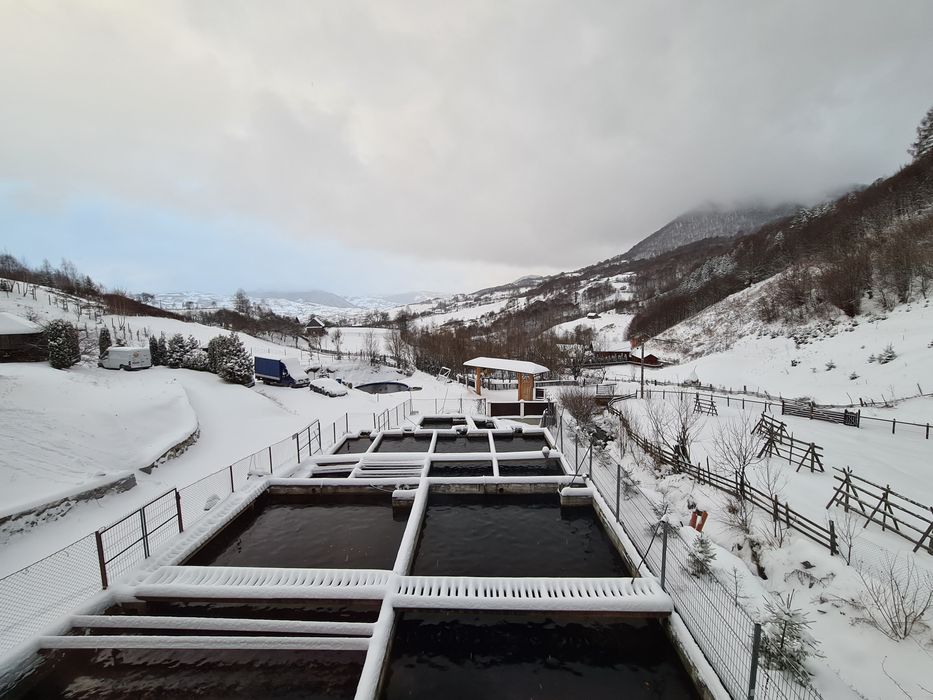 Puiet pastrav curcubeu