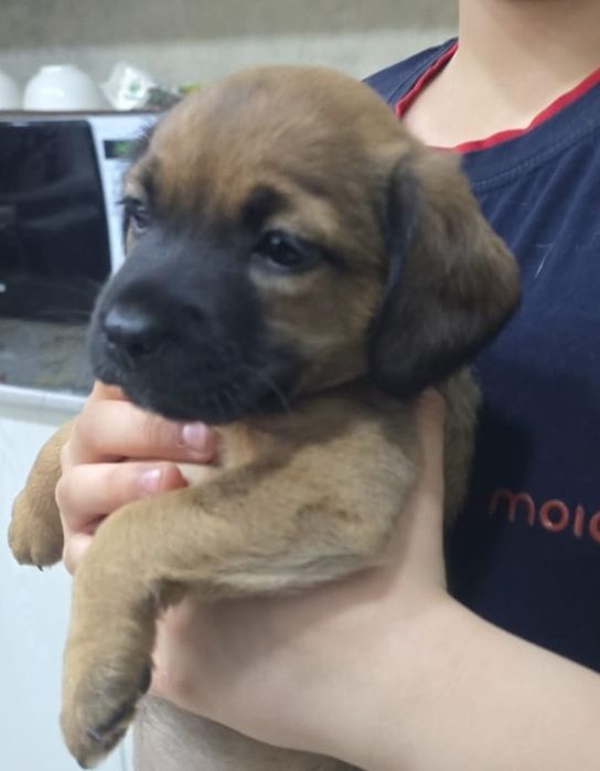 Отдам щенков бесплатно