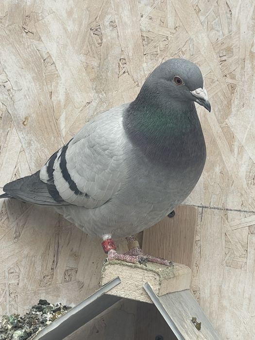 Porumbei de vanzare!