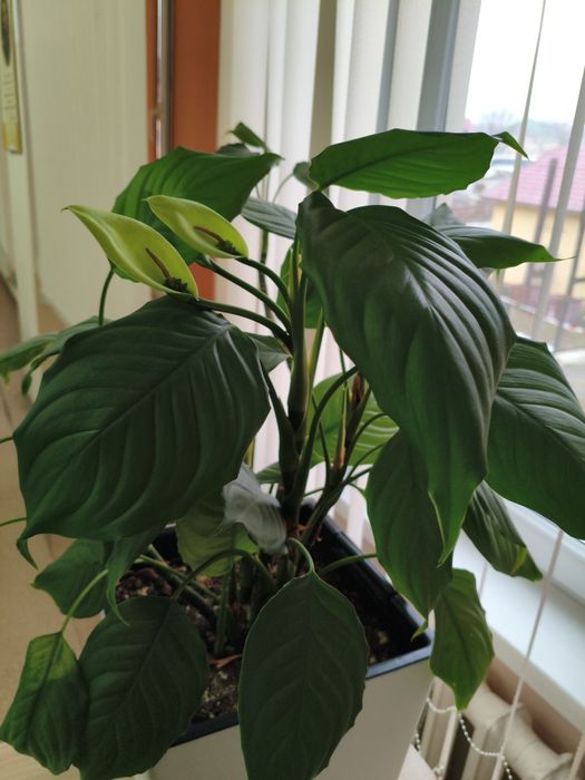 Комнатные растения