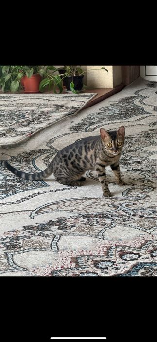 Bengal cat qiz bola