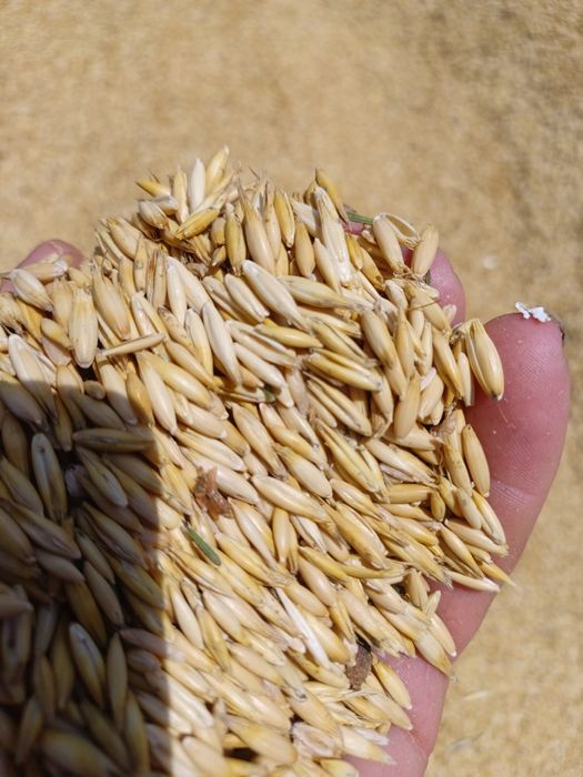 Vînd ovăz de sămînță