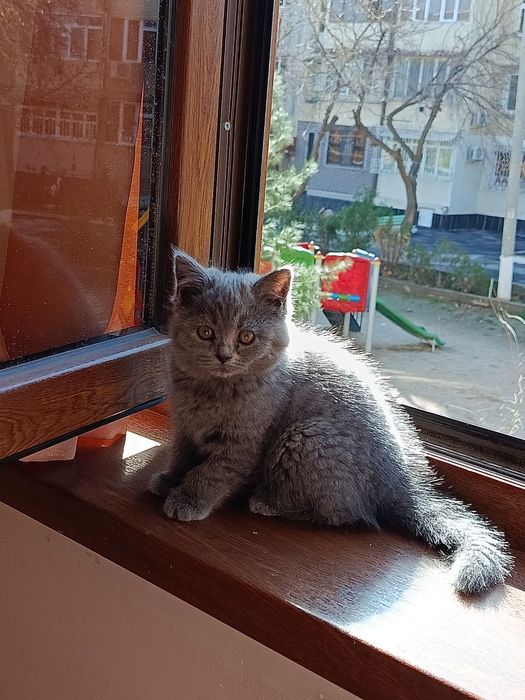 Котята скотиш страйт