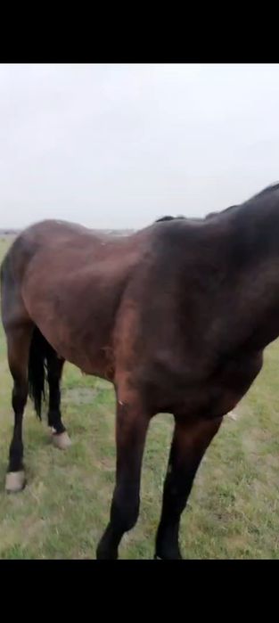 Ири бие сатылады сауын