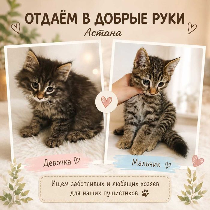 Отдам котят в добрые руки
