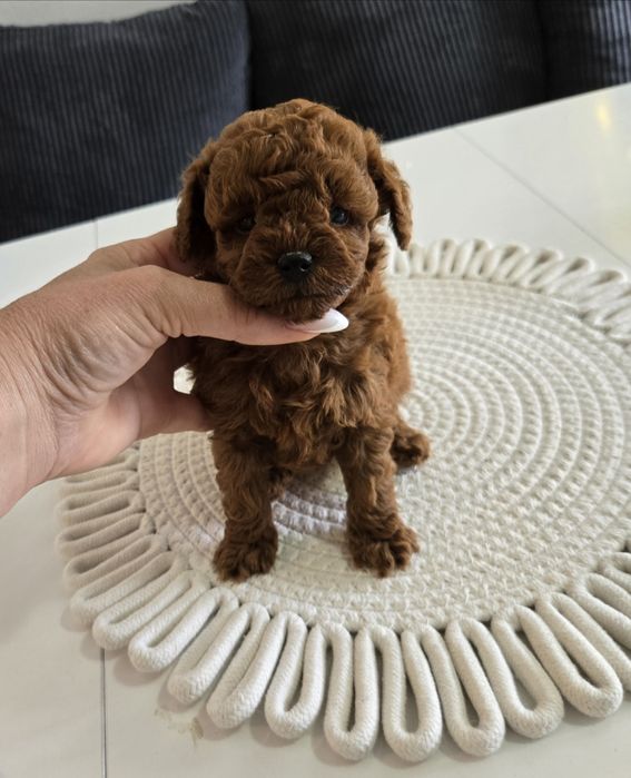 Пудел Тийкъп ,Пудел той Рооdle с родословие