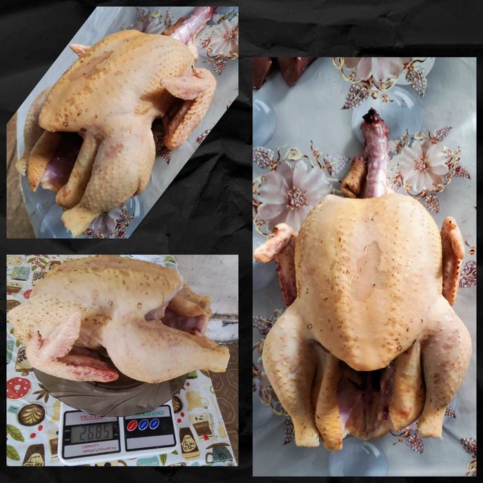 домашняя курочка