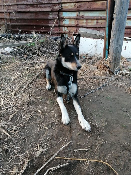 Молодой пёсик ищет дом