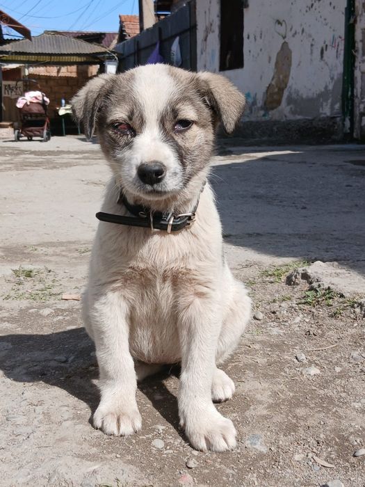 Pui de câine spre adopție