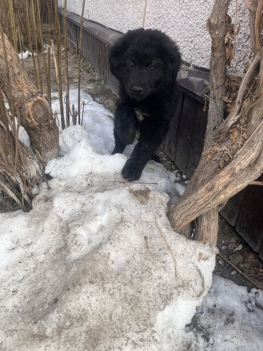 Овчарка немецкая