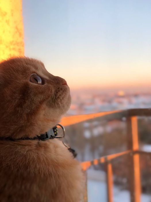 Zor mushu silaga yoqib qoladi skottish fold rassayam oynoqi og’il bola