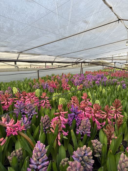 Zambile si Lalele ghiveci