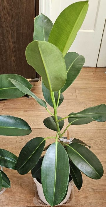 Комнатное растение Фикус