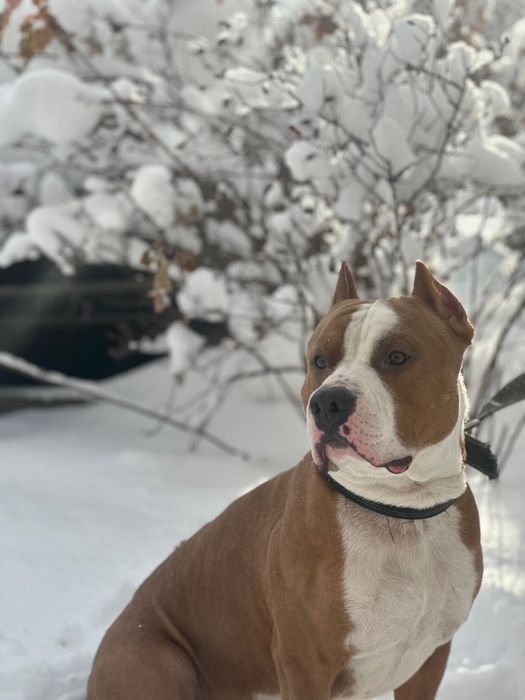 Стаффорд для вязки