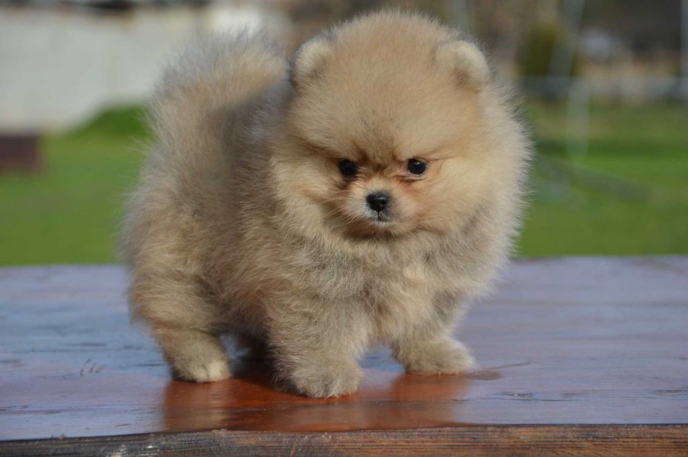 Померан мини baby face
