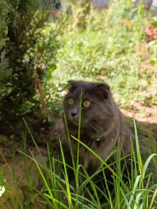 Mushuk sotiladi oʻgʻil bola sogʻlom