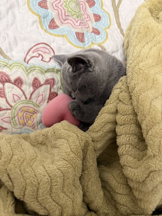 Котенок 5 месяцев