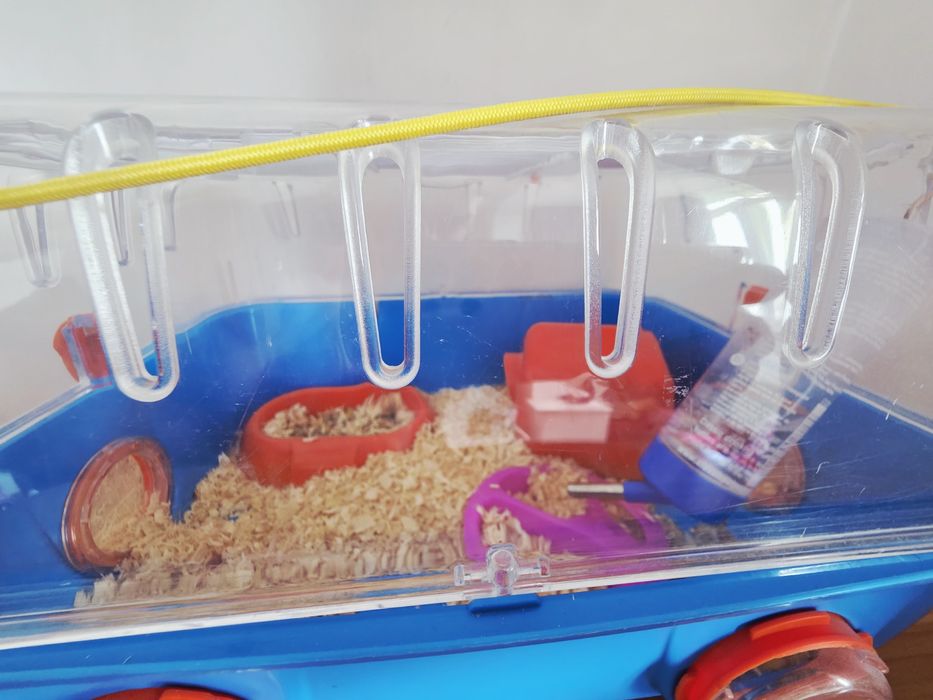 Hamster gri cu alb