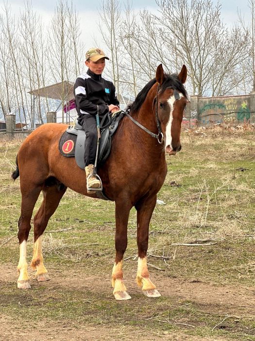 Продам срочно хорошего коня