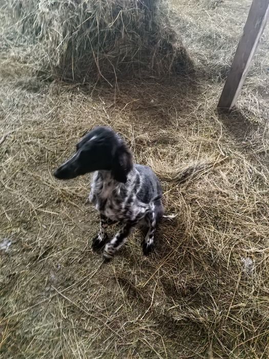 Сабака , тазы шенок