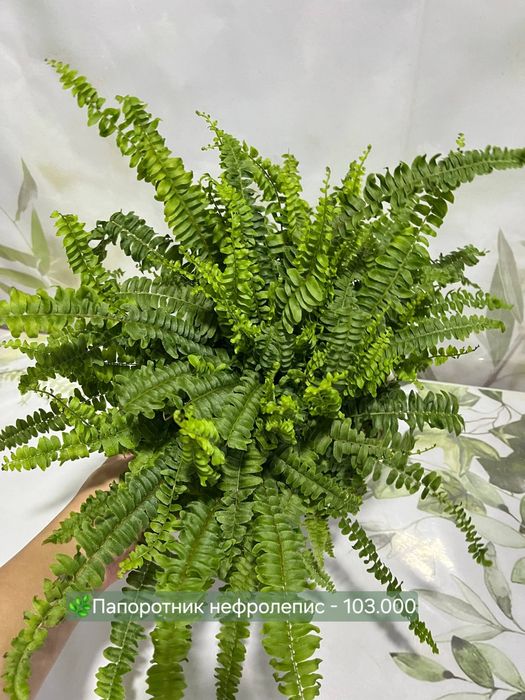 Папоротники, кактусы и др