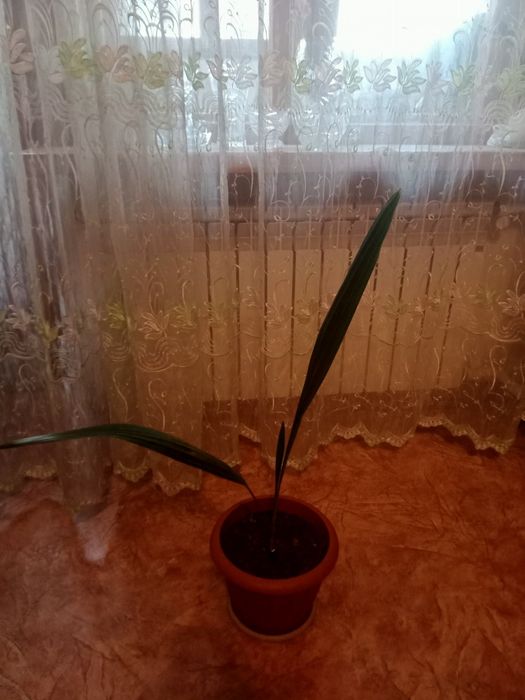 Продам финиковое дерево.