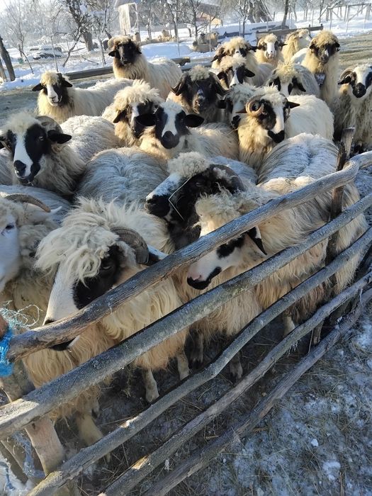 De vanzare oi gestante