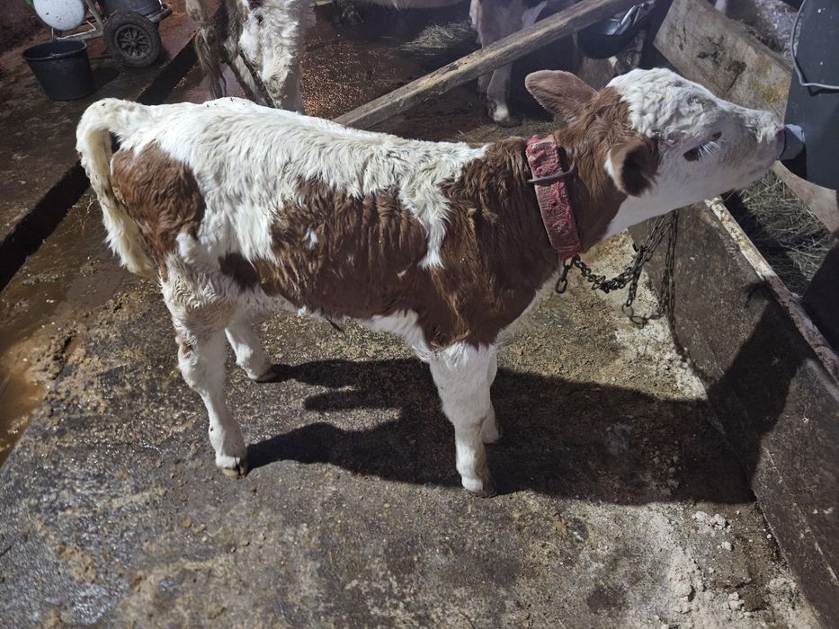 Vitea Bălțata Românească