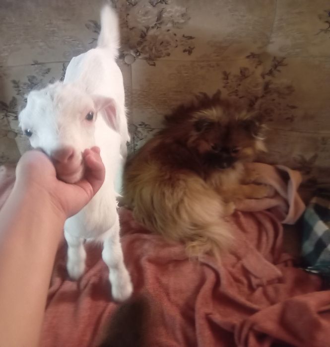 ВНИМАНИЕ! Продается милый козлёнок!!