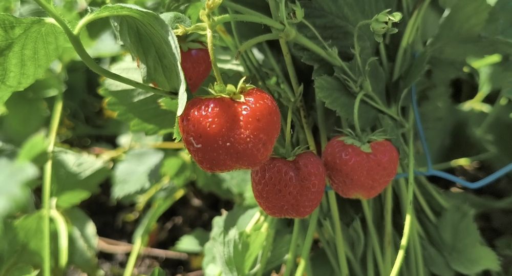 Продам кустики клубники